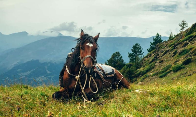1 Day Horse Riding Adventure in Borjomi Mountains - Why this ride works for a day outside Tbilisi