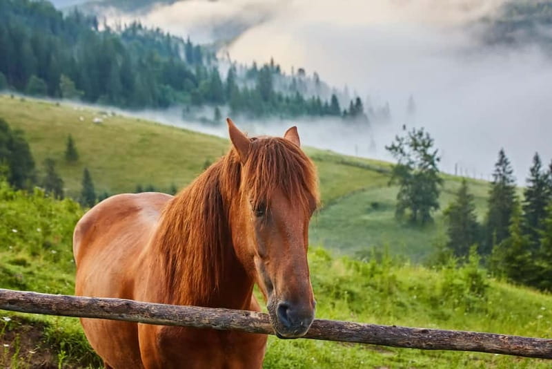 1 Day Horse Riding Adventure in Borjomi Mountains - Meeting the horses and starting the ride