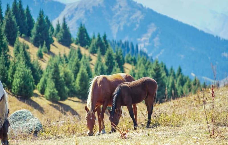 1 Day Horse Riding Adventure in Borjomi Mountains - What four to five hours on horseback feels like