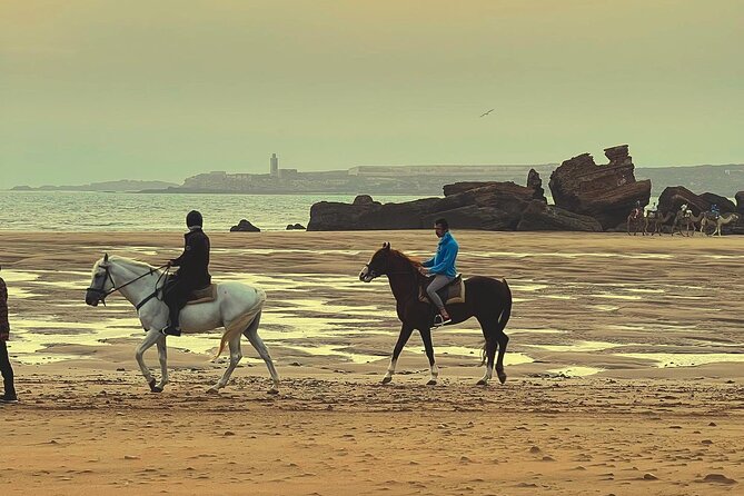 1 hour horse ride on the beach of essaouira - The eucalyptus and mimosa return route