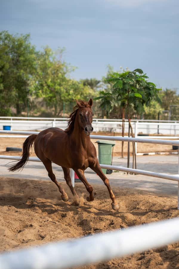 1 Hour Horseback Dubai Desert Park Ride - Key points before you book