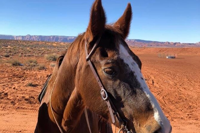 1-Hour Page Horseshoe Bend Trail Ride - What the experience does not promise