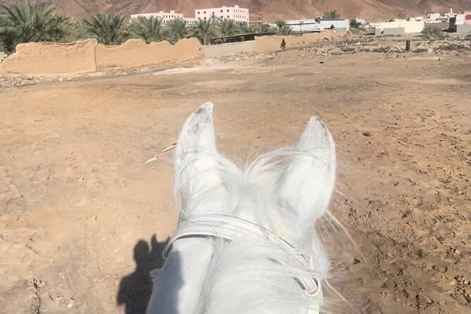 1 Hour Private Horse Riding in Madinah - A closer look at the one-hour schedule