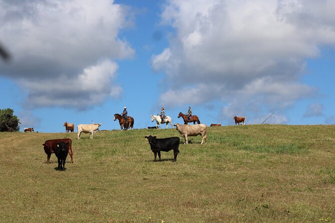 1 Hour Scenic Horseback Ride - The Hidden Cave and the best views