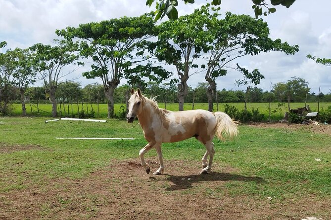 2-Hour Horseback Riding Tour at Sunset from Punta Cana - Macao Beach at golden hour