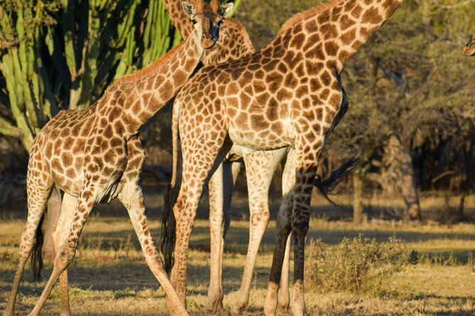 2-Hour Horseback Safari in Hartbeespoort - The first hour: settling into the reserve