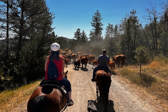 2 Hour Trail Ride in Montana Ranch Country - Key things to know before you ride