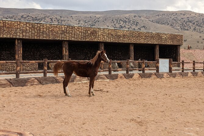 2 Hour Trail Ride to Little Petra-Morning or Sunset - Meeting your horse and preparing to ride