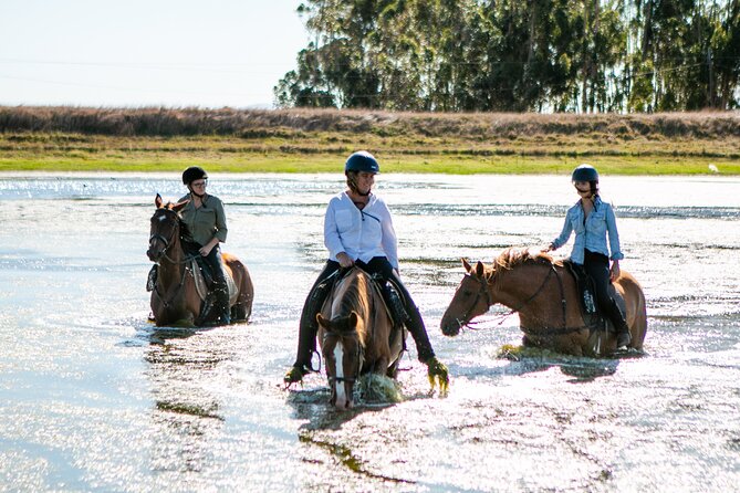 2 Hour Vineyard Trail Ride - Meeting the horses and the riding team