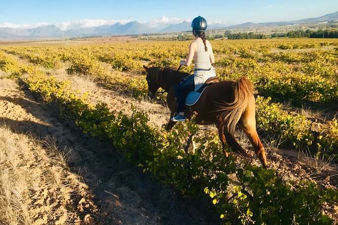 2 Hour Vineyard Trail Ride - Is $113 good value?