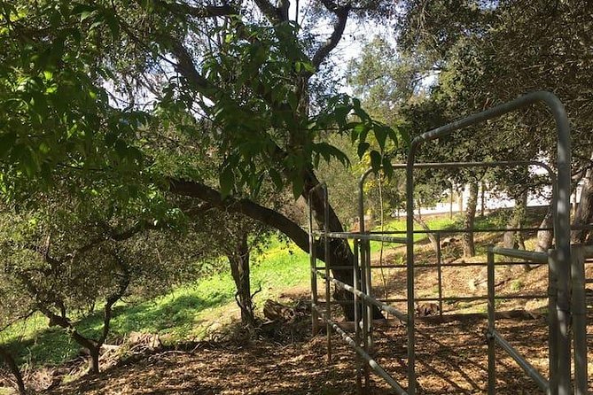 2 Hour Wildflower Horseback Trail Ride experience in Agoura Hills - Why the horses matter as much as the views