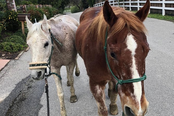 2 Hour Wildflower Horseback Trail Ride experience in Agoura Hills - Clothing, timing, and physical limits