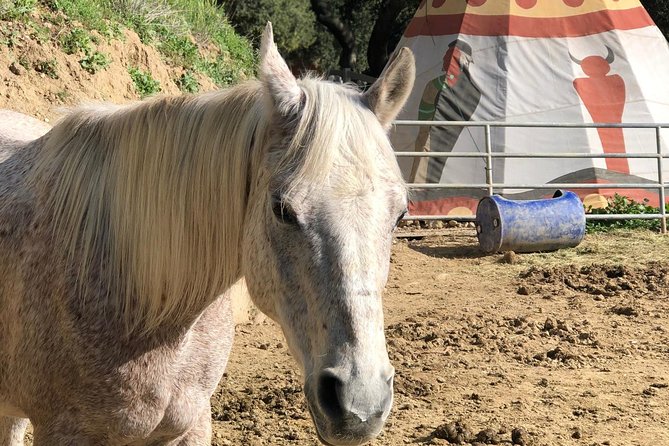 2 Hour Wildflower Horseback Trail Ride experience in Agoura Hills - The cancellation policy needs attention