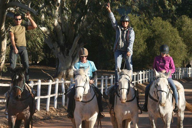 2h – Horse Trail - Meeting the horses and choosing the right tack