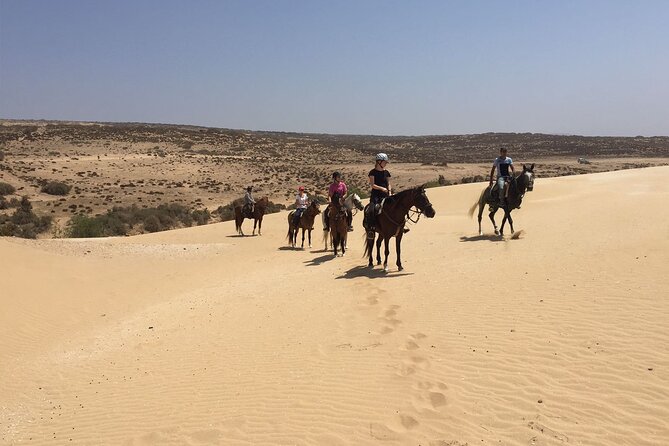 3 hours horse riding in Essaouira, beach, forest and dunes - Mounting an Arabian-Barb horse in Diabat