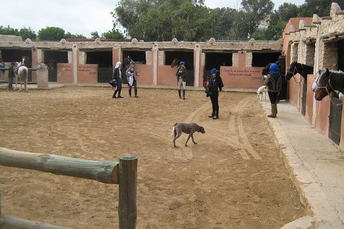3 hours horse riding in Essaouira, beach, forest and dunes - What the $75.49 price really includes