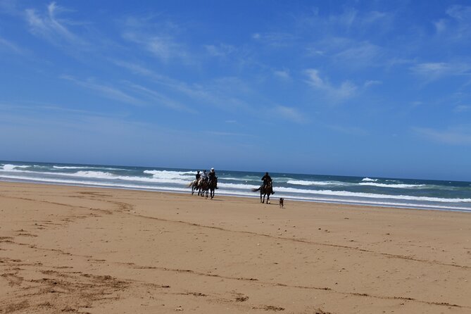 3 Hours Horse Riding with Dinner and Overnight Berber Camp - Returning through eucalyptus and mimosa