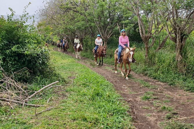 3 Hours Horseback Riding from Nature Trails to Sofa Stone - Riding from the St Kitts coast into the hills
