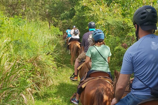 3 Hours Horseback Riding from Nature Trails to Sofa Stone - Should you book the St Kitts horseback ride?