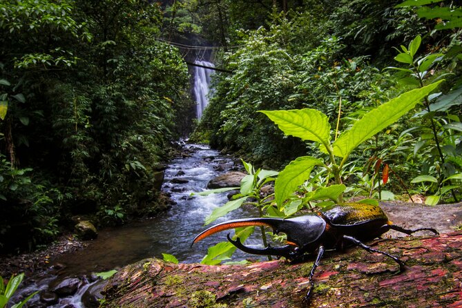 3-in-1 Monteverde Cloud Forest Waterfalls, Wild Trekking and Horseback Riding - Four waterfalls and a possible freshwater swim