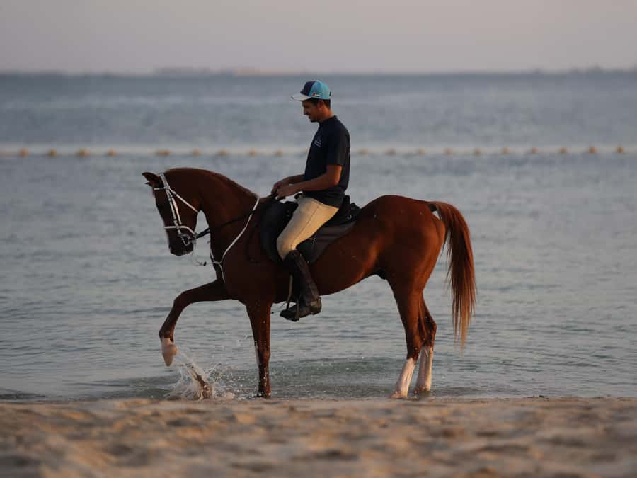 Abu Dhabi: Hudairiyat Island Horse Riding Experiences - Key points to know before booking