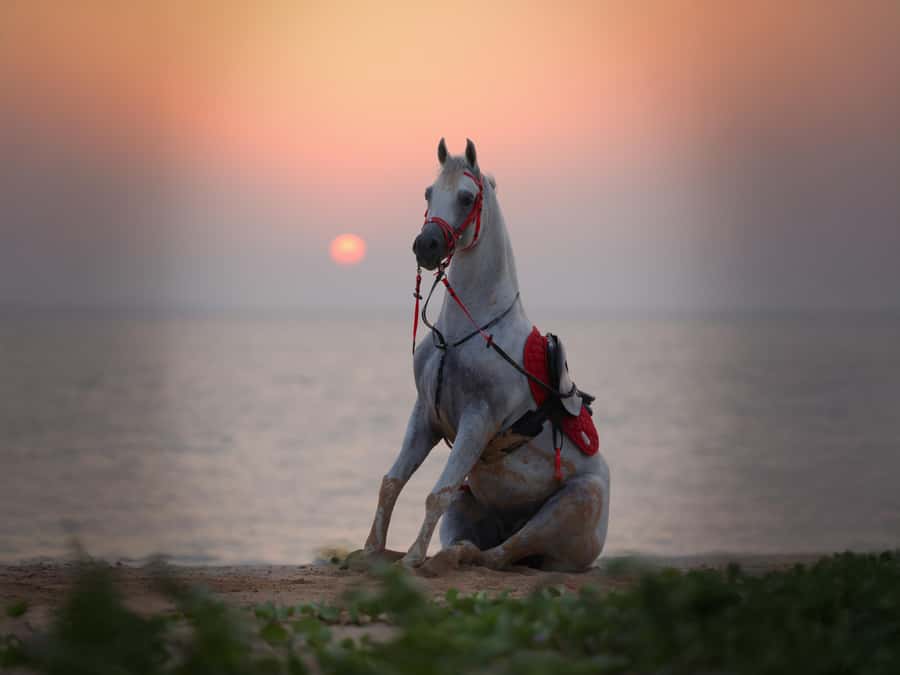 Abu Dhabi: Hudairiyat Island Horse Riding Experiences - What makes Hudairiyat Island riding different