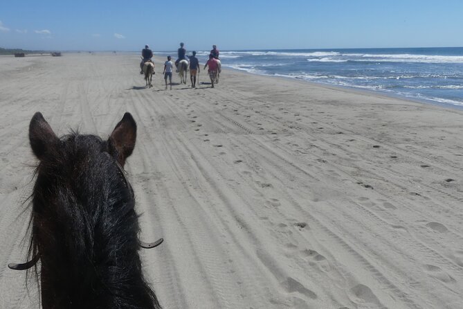 Afro-Mex Village Experience -Horseback Ride -Turtle Hatch & Crocs - Is $120.99 a fair price?