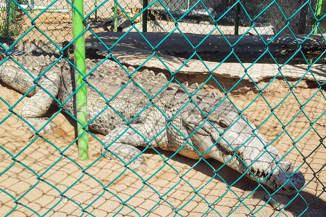 Afro-Mex Village Experience -Horseback Ride -Turtle Hatch & Crocs - Who will enjoy this experience most?