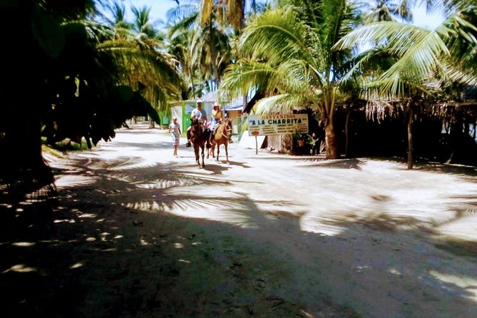 Afro-Mex Village Experience -Horseback Ride -Turtle Hatch & Crocs - The baby turtle release, with one important warning