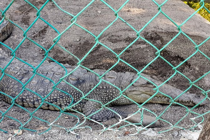Afro-Mexican Village: Horseback Beach Ride, Crocs & Cliff Diver - Lunch at Restaurant La Cabaña