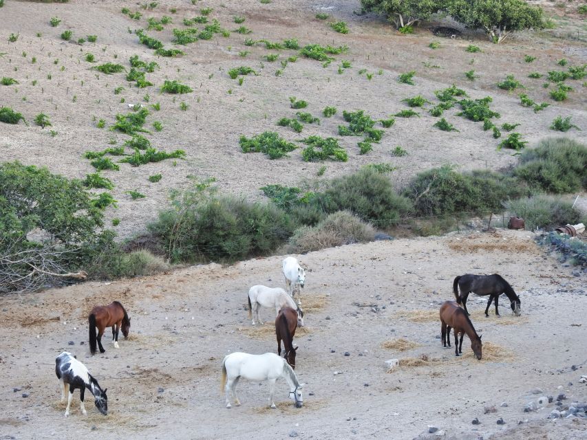 Akrotiri: Guided Horseback Riding Day Trip to a Beach - Sunset rides and the best time to go