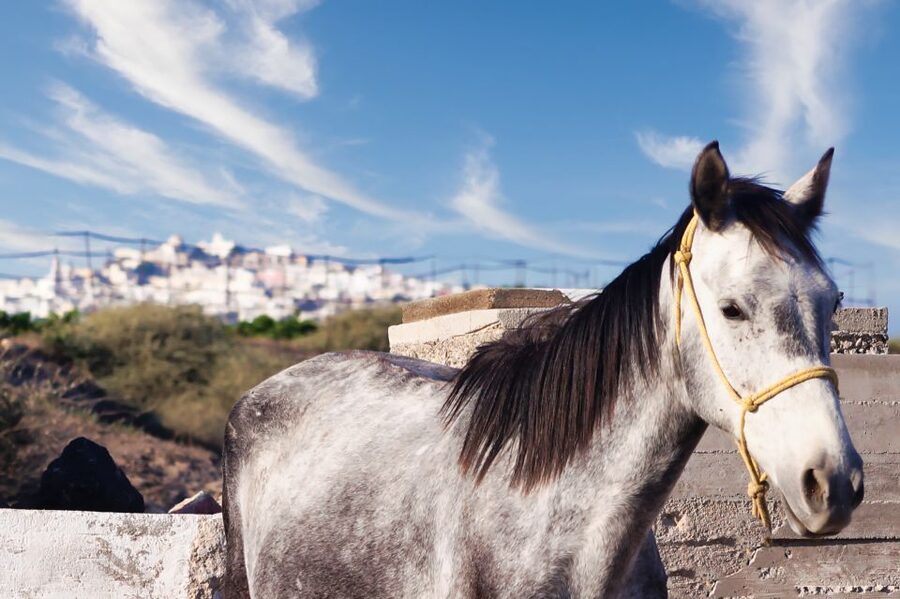 Akrotiri: Guided Horseback Riding Day Trip to a Beach - Getting comfortable with a horse before departure