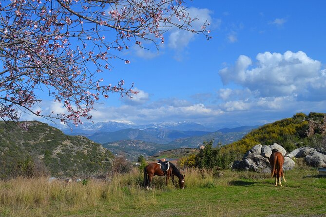 Alanya: Horseback Riding in Taurus: Forest Sea Views 2.5 Hours - Why Beginners and Families May Like It
