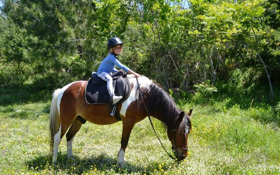 Alanya: Private Horse Safari - Trail Conditions and Horse Welfare