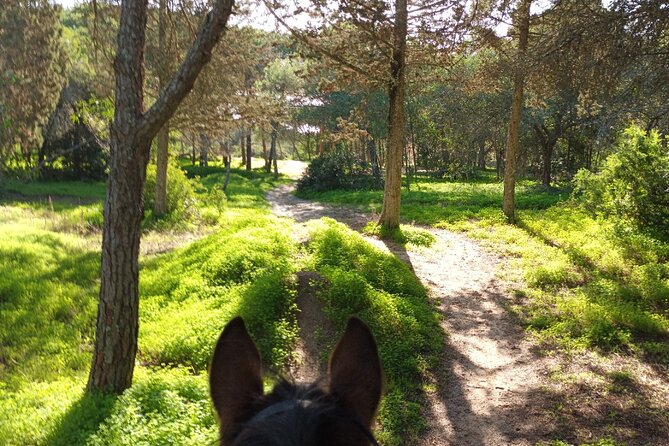 Algarve - Exclusive horseriding in Portimao (no experience required) - What experienced riders should expect