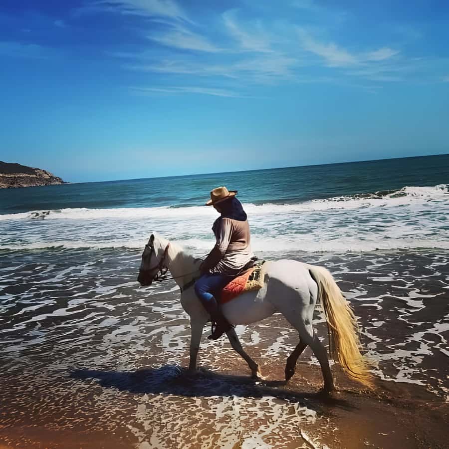Algeria Daytour : Snorkeling & Horse Riding with lunch - From Algiers pickup to the first country roads
