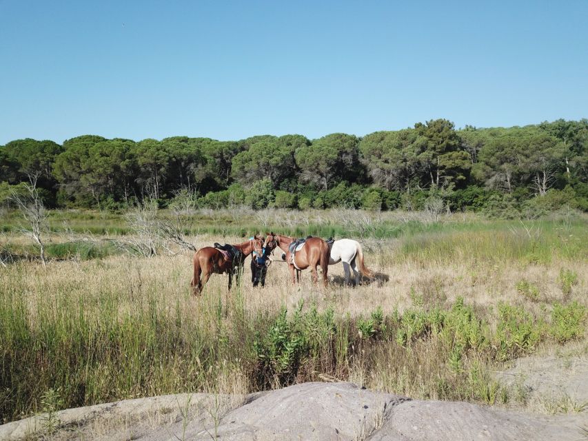 Alghero: Guided Horseback Ride at Lake Baratz & Porto Ferro - Through pine forest on winding paths