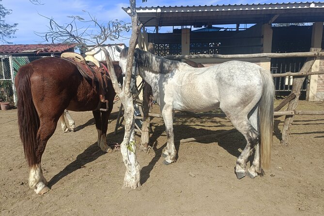 All Inclusive Beach Club, Water Sports, Horse Ride, Food & Drinks - Timing, Group Size, and Comfort