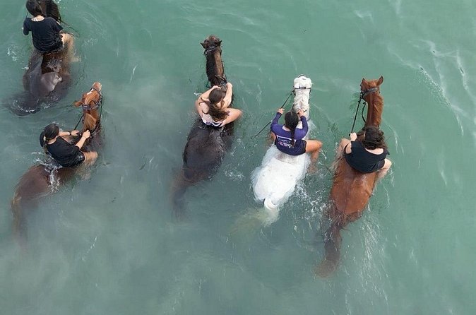 Antigua Horse Ride and Swim - Is $120 a Fair Price?