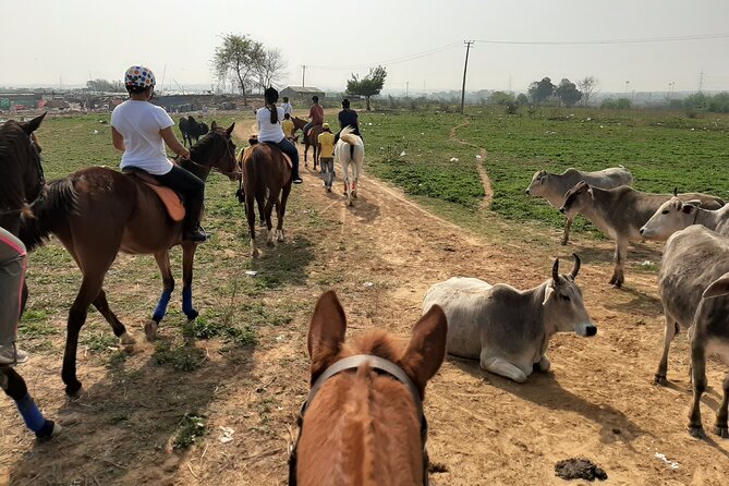 Aravali Trail Experience( Jungle Safari Forest area)- Horseback Riding - What happens during the private lesson