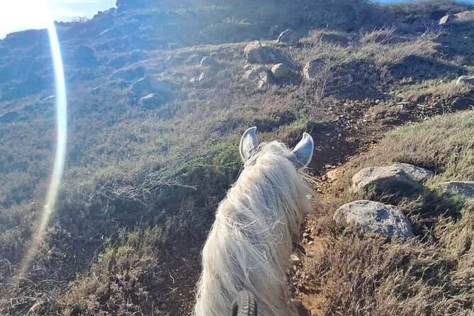 Aruba Horseback Riding Tour For Advanced Riders - Who should book this ride?
