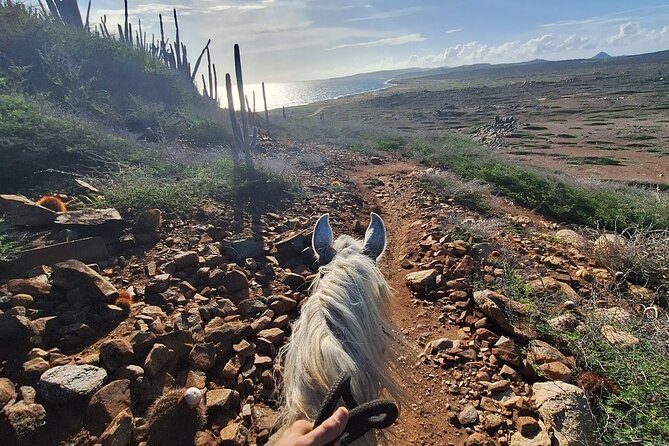 Aruba Private, 2 Hour Horseback Riding Tour For Advanced Riders - What to expect before and after the ride