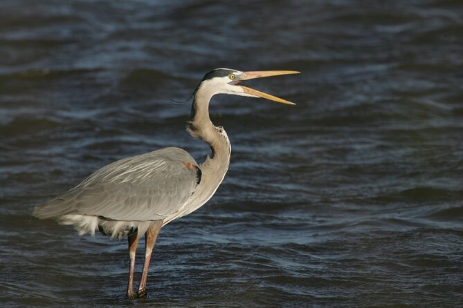Assateague Horses, Herons and Happy Hour Cruise - Key points to know before you book