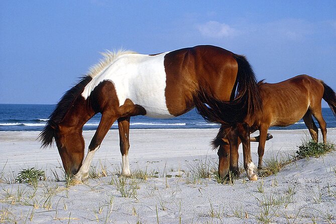 Assateague Horses, Herons and Happy Hour Cruise - Watching the famous Assateague horses