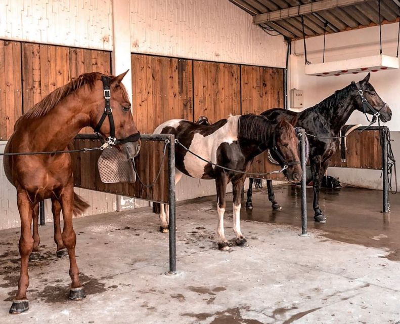 Aveiro: Horseback Riding at a Pedagogical Farm - Should you book the GQhorses ride?
