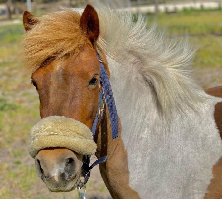 Aveiro: Horseback Riding at a Pedagogical Farm - Is $29 good value?