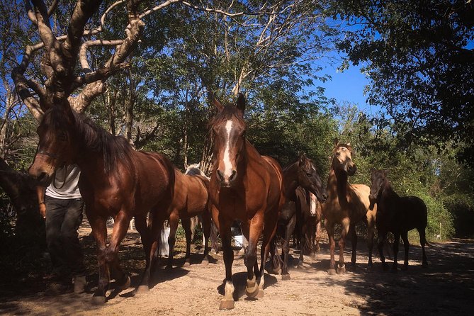 Award-winning Classic Horseback Ride (max. 6 riders) - Arriving at the ranch near Chacalal