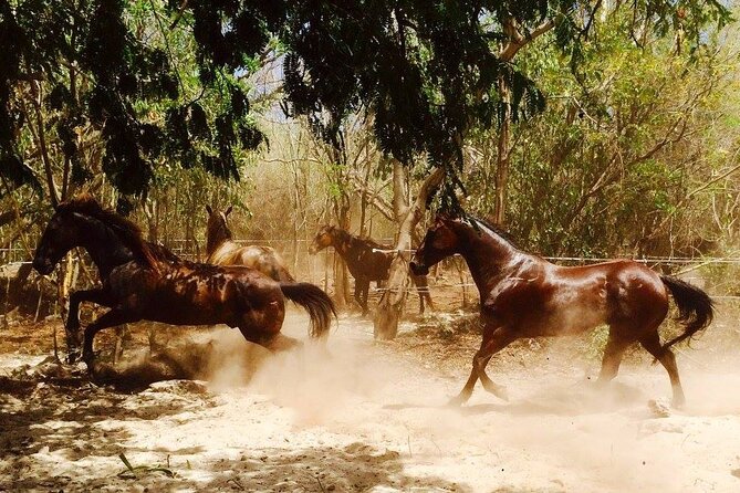 Award-winning Private Classic Horseback Ride - A private ride through the Punta Sam jungle
