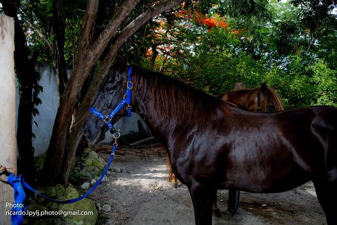 Award-winning Private Classic Horseback Ride - Why the private format adds value
