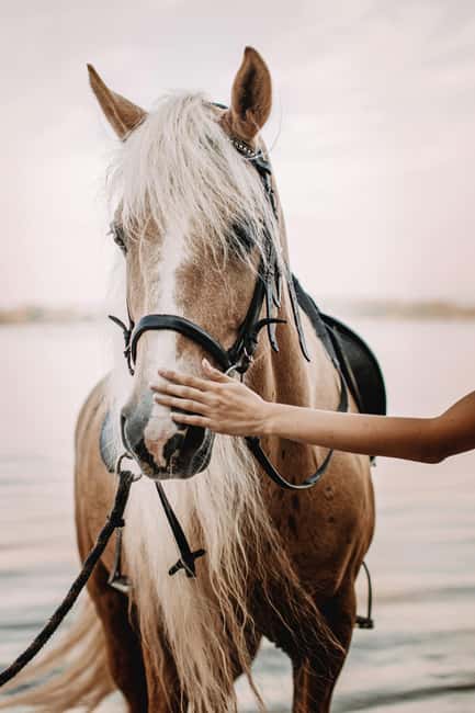 Bahamas: Nassau Horseback Riding on Beaches & Trails - Open ground and the change in scenery